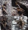 Calliptamus sp.